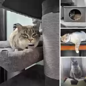lost female cat musya