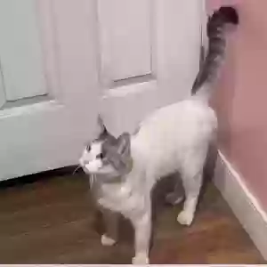found male cat benny