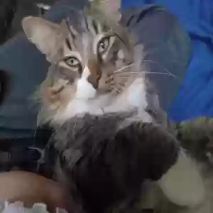 lost male cat leo