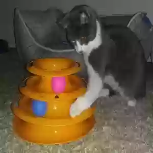lost male cat unknown