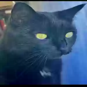 lost female cat lilo