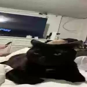 lost male cat nammie