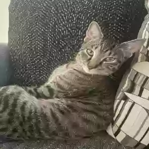 lost male cat michi
