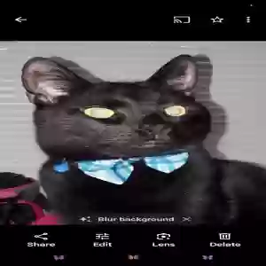 lost male cat loki