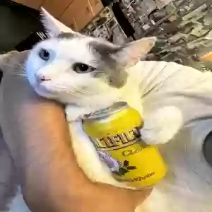 lost male cat mochi