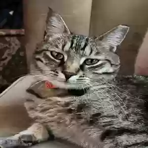 lost male cat cowboy
