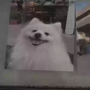 lost male dog big boy