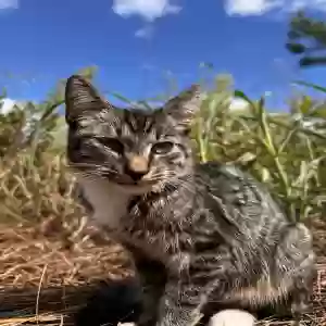 found unknown cat unknown