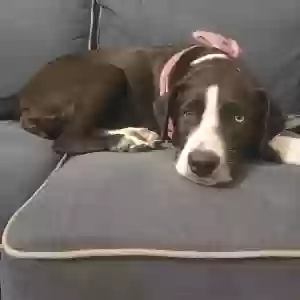 lost female dog daedree