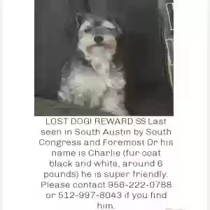 lost male dog charlie