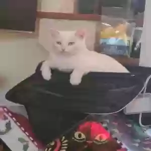 lost female cat pink