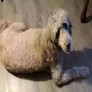 lost female dog pippa