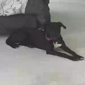 lost male dog shadow