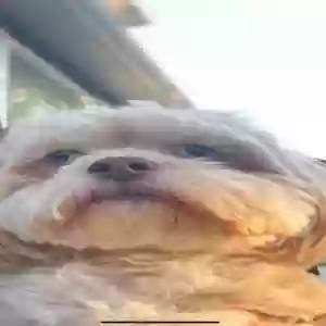 lost female dog blue