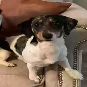 lost female dog penny
