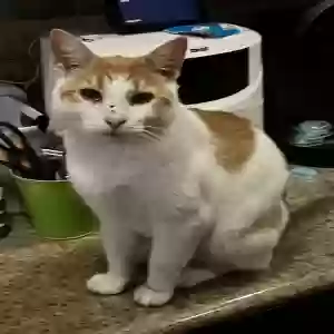 lost male cat oj