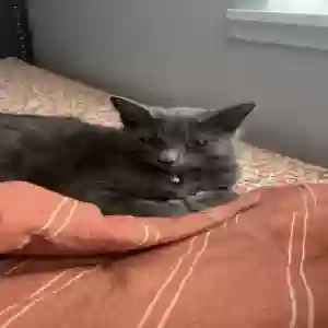 lost male cat joe or lil joe