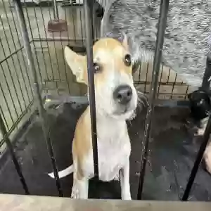 found male dog unknown