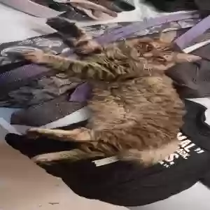 lost male cat benny
