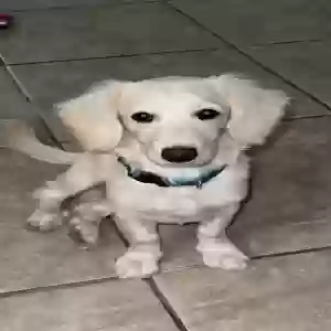 lost male dog firu