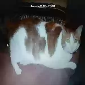 lost male cat scooter
