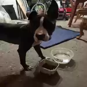 found male dog unknown