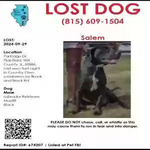 lost male dog salem