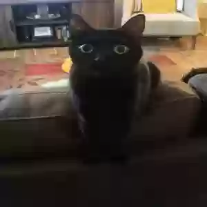 lost female cat bitty