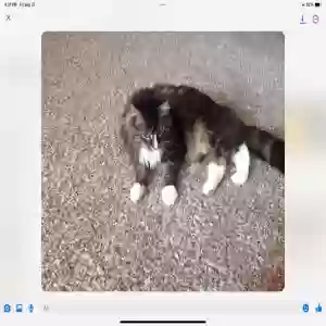lost female cat lizzie