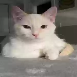 lost female cat kibo ( key + boh )