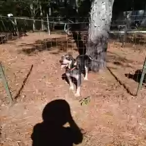 found female dog unknown
