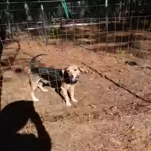 found male dog unknown