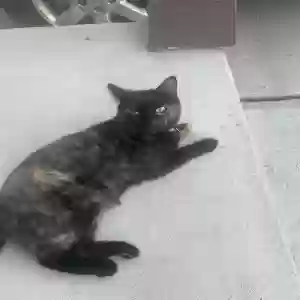 lost female cat bella