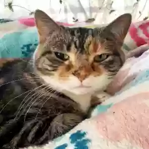 lost female cat clarice