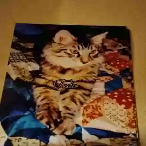 lost male cat tedo