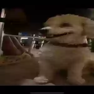 lost female dog nina