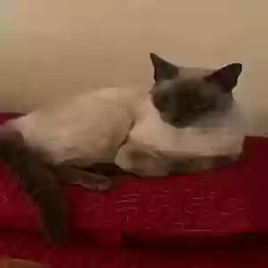 lost male cat ringo