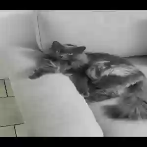 lost male cat fluffy