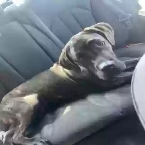 lost male dog beast