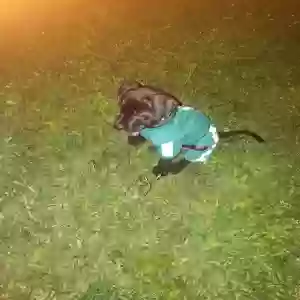 lost male dog shadow
