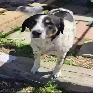 lost female dog copcar