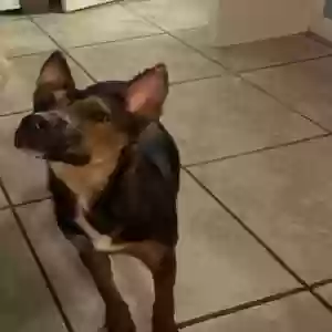 lost female dog luna
