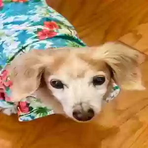 lost male dog bear
