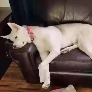lost female dog zoey