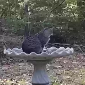 lost male cat horus