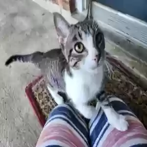 found unknown cat unknown