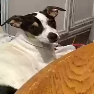 lost female dog marleigh