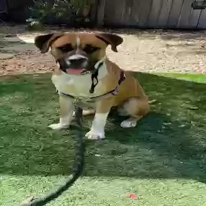 lost male dog benny