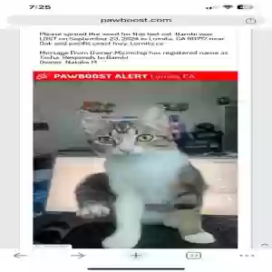 lost female cat bambi