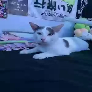 lost male cat sergio